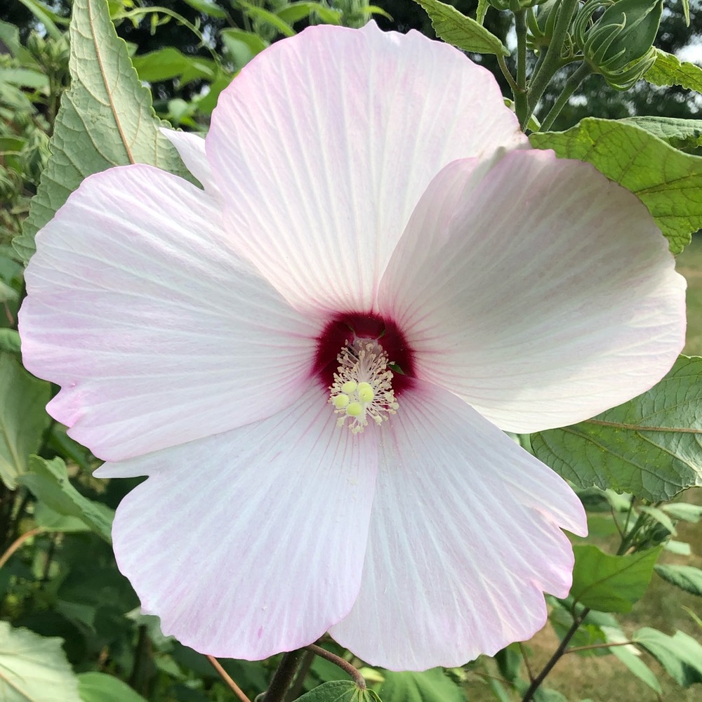 Meet your Posher, Pamela